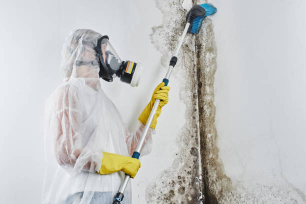 Best Toxic Mold Removal  in Bear Creek, AL
