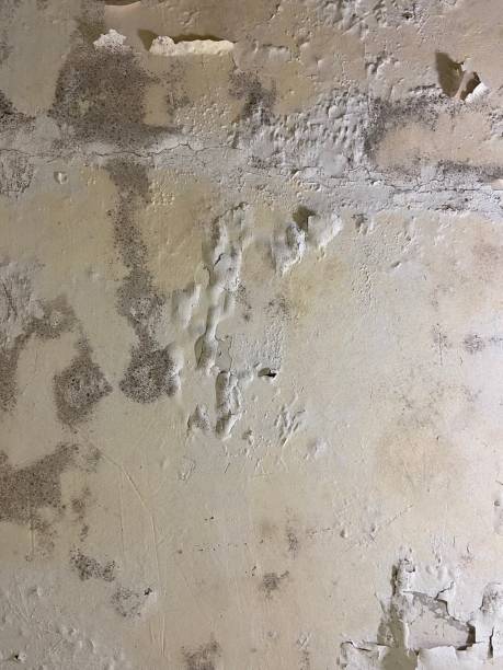 Best Mold Testing  in Bear Creek, AL