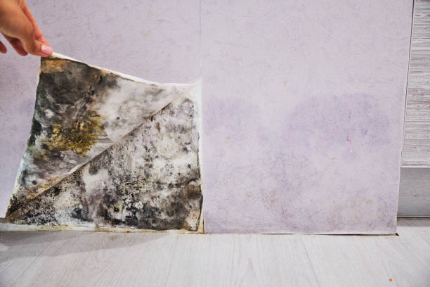 Best Commercial Mold Removal  in Bear Creek, AL